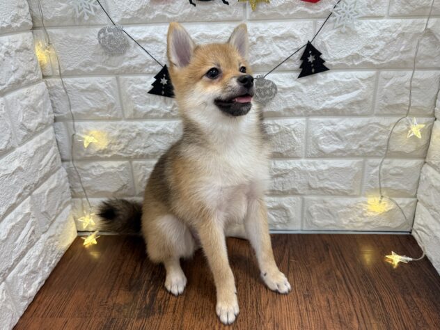 兵庫県のハーフ犬・ミックス犬 (ワンキャラット アミーゴ姫路飾磨店/2025年7月10日生まれ/女の子/赤)の子犬の4枚目の画像