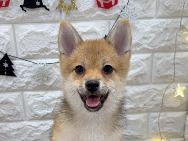 兵庫県のハーフ犬・ミックス犬 (ワンキャラット アミーゴ姫路飾磨店/2025年7月10日生まれ/女の子/赤)の子犬の1枚目の画像