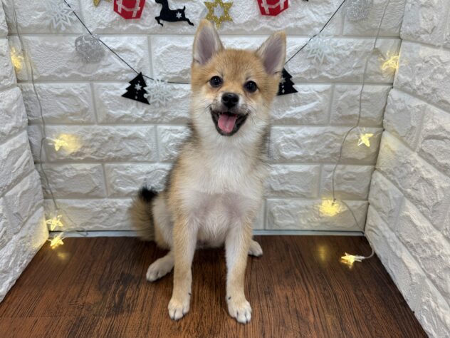 兵庫県のハーフ犬・ミックス犬 (ワンキャラット アミーゴ姫路飾磨店/2025年7月10日生まれ/女の子/赤)の子犬の2枚目の画像