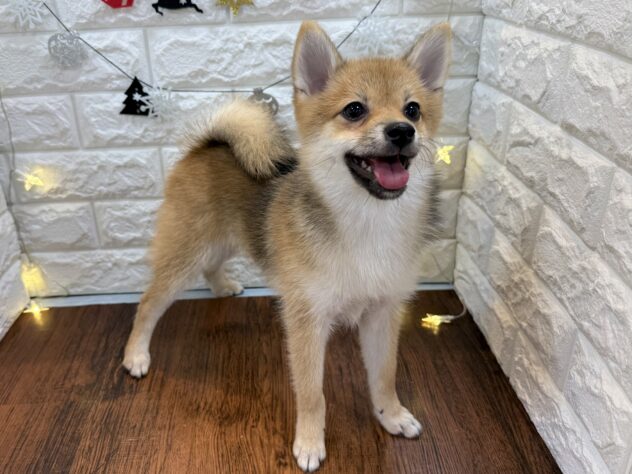 兵庫県のハーフ犬・ミックス犬 (ワンキャラット アミーゴ姫路飾磨店/2025年7月10日生まれ/女の子/赤)の子犬の3枚目の画像