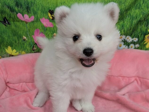 和歌山県の日本スピッツ (アミーゴ和歌山太田店/2025年10月25日生まれ/女の子/ホワイト)の子犬の2枚目の画像