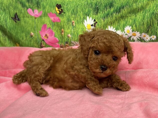 和歌山県のトイプードル(トイ) (アミーゴ和歌山太田店/2025年10月26日生まれ/男の子/レッド)の子犬の3枚目の画像