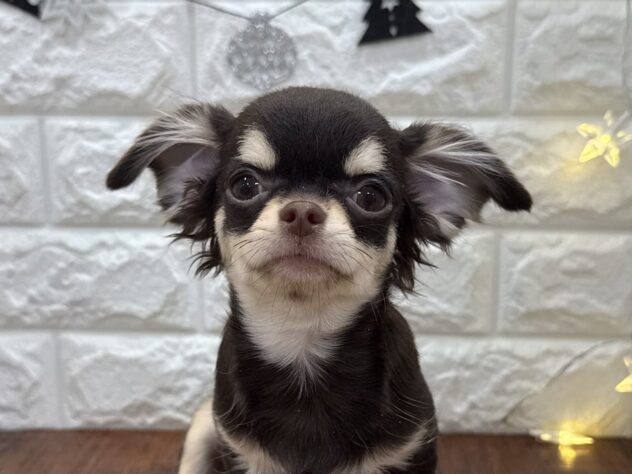 兵庫県のチワワ(ロング) (ワンキャラット アミーゴ姫路飾磨店/2025年7月10日生まれ/女の子/チョコレートクリーム)の子犬の1枚目の画像