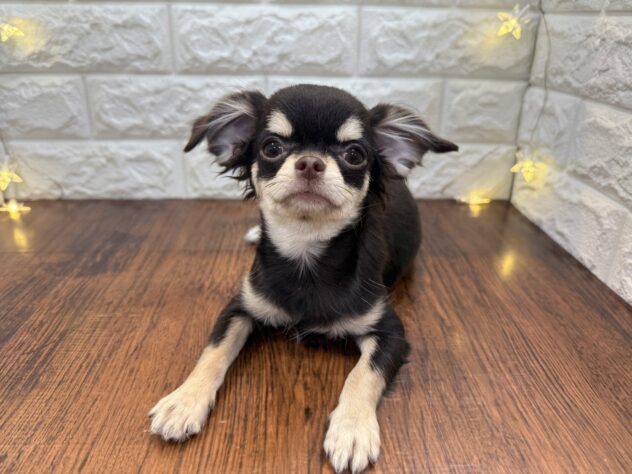 兵庫県のチワワ(ロング) (ワンキャラット アミーゴ姫路飾磨店/2025年7月10日生まれ/女の子/チョコレートクリーム)の子犬の2枚目の画像