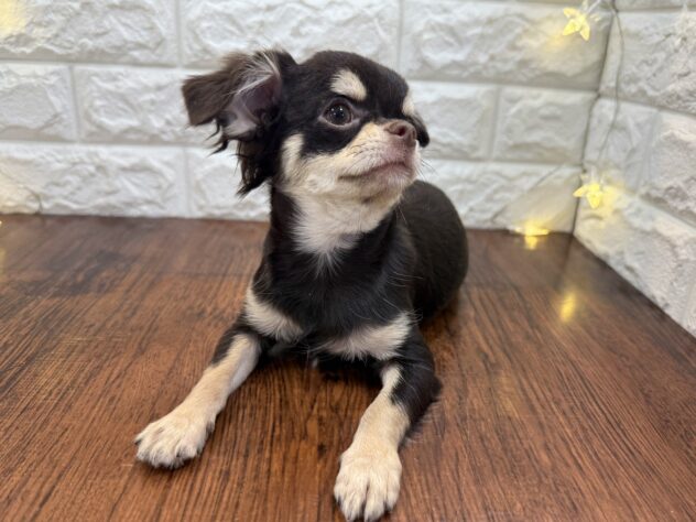 兵庫県のチワワ(ロング) (ワンキャラット アミーゴ姫路飾磨店/2025年7月10日生まれ/女の子/チョコレートクリーム)の子犬の3枚目の画像