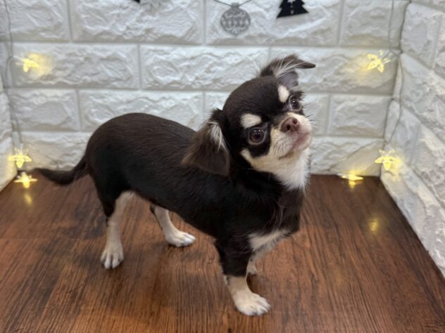 兵庫県のチワワ(ロング) (ワンキャラット アミーゴ姫路飾磨店/2025年7月10日生まれ/女の子/チョコレートクリーム)の子犬の4枚目の画像