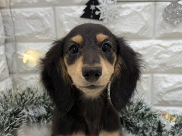 兵庫県のミニチュアダックスフンド(ロング) (ワンキャラット アミーゴ姫路飾磨店/2025年8月27日生まれ/女の子/ブラックイエロー)の子犬の1枚目の画像