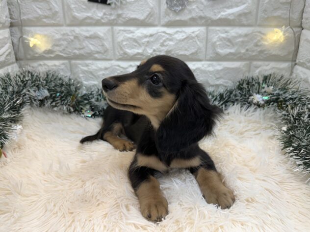 兵庫県のミニチュアダックスフンド(ロング) (ワンキャラット アミーゴ姫路飾磨店/2025年8月27日生まれ/女の子/ブラックイエロー)の子犬の4枚目の画像