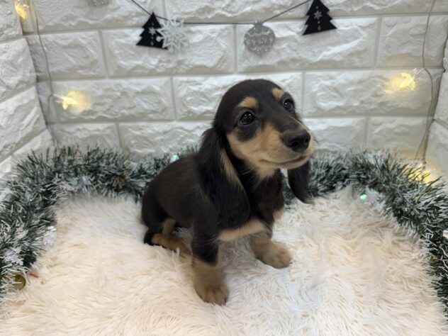 兵庫県のミニチュアダックスフンド(ロング) (ワンキャラット アミーゴ姫路飾磨店/2025年8月27日生まれ/女の子/ブラックイエロー)の子犬の3枚目の画像