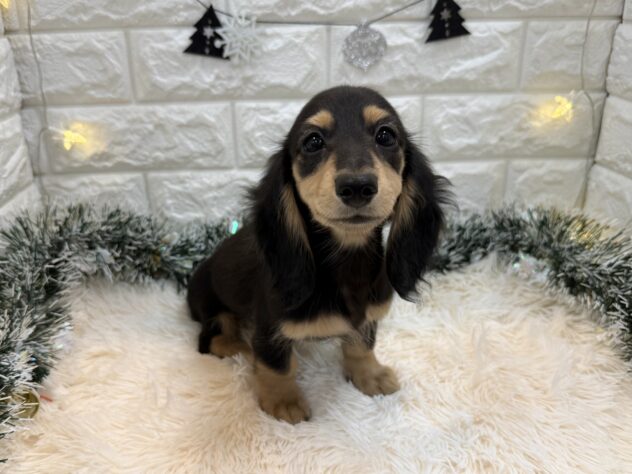 兵庫県のミニチュアダックスフンド(ロング) (ワンキャラット アミーゴ姫路飾磨店/2025年8月27日生まれ/女の子/ブラックイエロー)の子犬の2枚目の画像