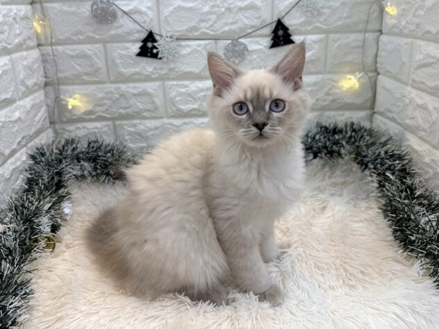 兵庫県のサイベリアン (ワンキャラット アミーゴ姫路飾磨店/2025年8月6日生まれ/女の子/ブルーリンクスポイント)の子猫の2枚目の画像