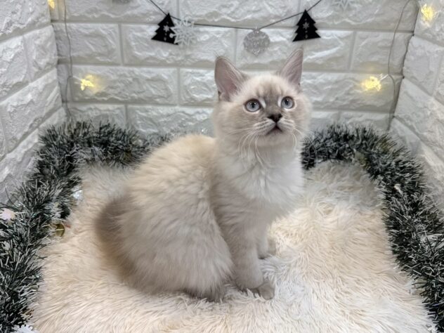 兵庫県のサイベリアン (ワンキャラット アミーゴ姫路飾磨店/2025年8月6日生まれ/女の子/ブルーリンクスポイント)の子猫の4枚目の画像