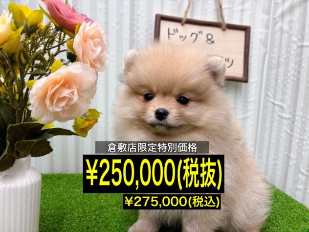 岡山県のポメラニアン (アミーゴ倉敷店/2025年9月23日生まれ/女の子/クリームセーブル)の子犬の1枚目の画像
