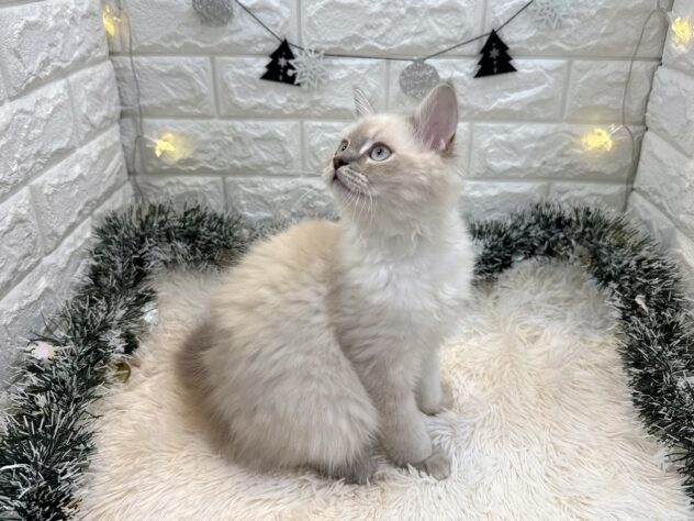 兵庫県のサイベリアン (ワンキャラット アミーゴ姫路飾磨店/2025年8月6日生まれ/女の子/ブルーリンクスポイント)の子猫の3枚目の画像