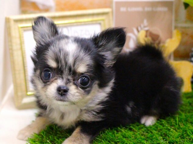 兵庫県のチワワ(ロング) (ペット・プラザ アミーゴ三田店/2025年10月8日生まれ/女の子/ブルーマール)の子犬の3枚目の画像