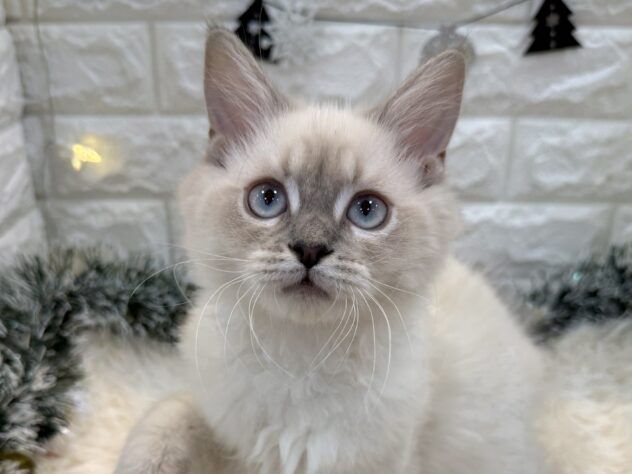 兵庫県のサイベリアン (ワンキャラット アミーゴ姫路飾磨店/2025年8月6日生まれ/女の子/ブルーリンクスポイント)の子猫の1枚目の画像