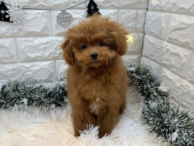 兵庫県のトイプードル(トイ) (ワンキャラット アミーゴ姫路飾磨店/2025年7月25日生まれ/男の子/レッドフォーン)の子犬の2枚目の画像