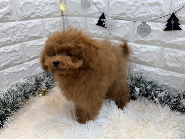 兵庫県のトイプードル(トイ) (ワンキャラット アミーゴ姫路飾磨店/2025年7月25日生まれ/男の子/レッドフォーン)の子犬の4枚目の画像