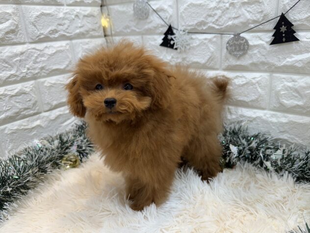 兵庫県のトイプードル(トイ) (ワンキャラット アミーゴ姫路飾磨店/2025年7月25日生まれ/男の子/レッドフォーン)の子犬の3枚目の画像