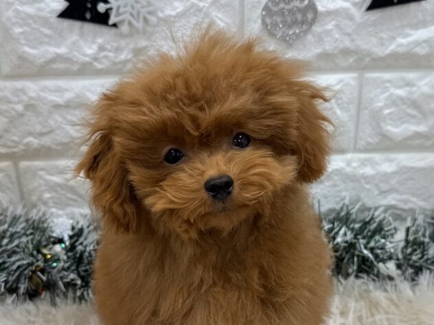 兵庫県のトイプードル(トイ) (ワンキャラット アミーゴ姫路飾磨店/2025年7月25日生まれ/男の子/レッドフォーン)の子犬の1枚目の画像