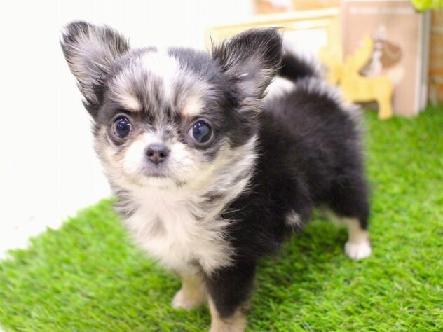 兵庫県のチワワ(ロング) (ペット・プラザ アミーゴ三田店/2025年10月8日生まれ/女の子/ブルーマール)の子犬の2枚目の画像