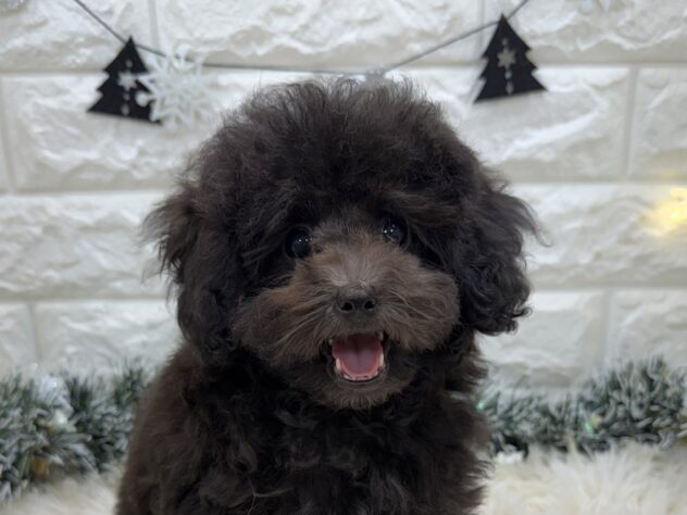 兵庫県のトイプードル(トイ) (ワンキャラット アミーゴ姫路飾磨店/2025年9月13日生まれ/女の子/グレー)の子犬の1枚目の画像