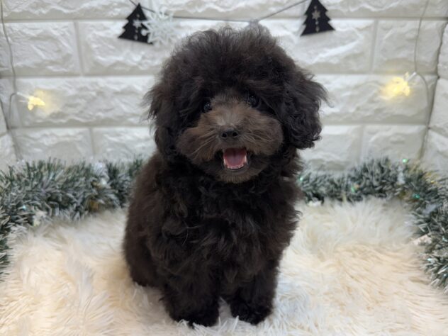 兵庫県のトイプードル(トイ) (ワンキャラット アミーゴ姫路飾磨店/2025年9月13日生まれ/女の子/グレー)の子犬の2枚目の画像