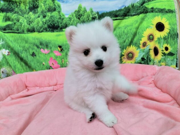 和歌山県の日本スピッツ (アミーゴ和歌山太田店/2025年10月25日生まれ/女の子/ホワイト)の子犬の3枚目の画像