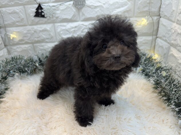 兵庫県のトイプードル(トイ) (ワンキャラット アミーゴ姫路飾磨店/2025年9月13日生まれ/女の子/グレー)の子犬の3枚目の画像