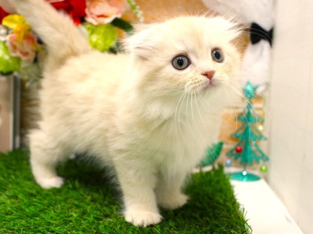 兵庫県のスコティッシュフォールド (ペット・プラザ アミーゴ三田店/2025年10月8日生まれ/女の子/クリームタビーホワイト)の子猫の2枚目の画像