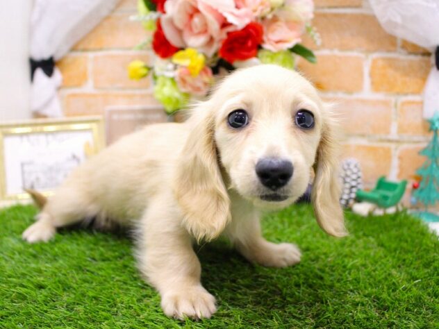 兵庫県のミニチュアダックスフンド(ロング) (ペット・プラザ アミーゴ三田店/2025年10月6日生まれ/女の子/イエロー)の子犬の3枚目の画像