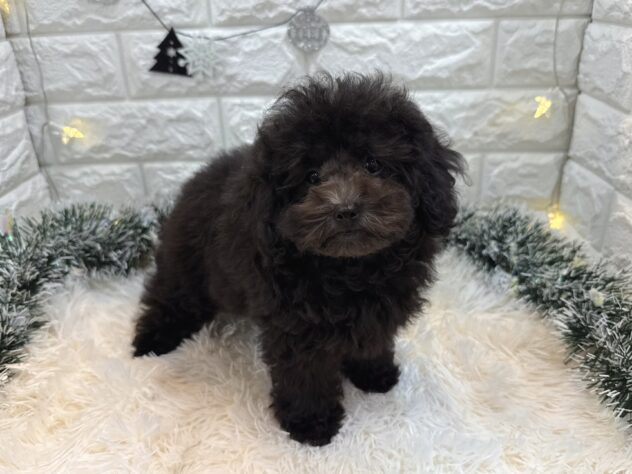 兵庫県のトイプードル(トイ) (ワンキャラット アミーゴ姫路飾磨店/2025年9月13日生まれ/女の子/グレー)の子犬の4枚目の画像