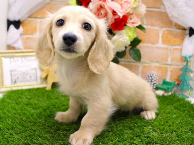 兵庫県のミニチュアダックスフンド(ロング) (ペット・プラザ アミーゴ三田店/2025年10月6日生まれ/女の子/イエロー)の子犬の2枚目の画像