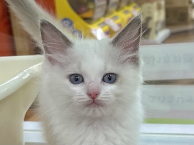 和歌山県のラグドール (アミーゴ和歌山太田店/2025年10月31日生まれ/女の子/ブルーポイントバイカラー)の子猫