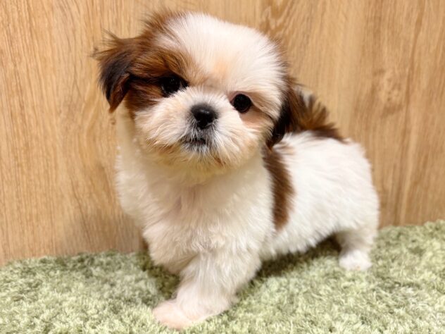 広島県のシーズー (アミーゴ広島商工センター店/2025年10月15日生まれ/女の子/ゴールドホワイト)の子犬