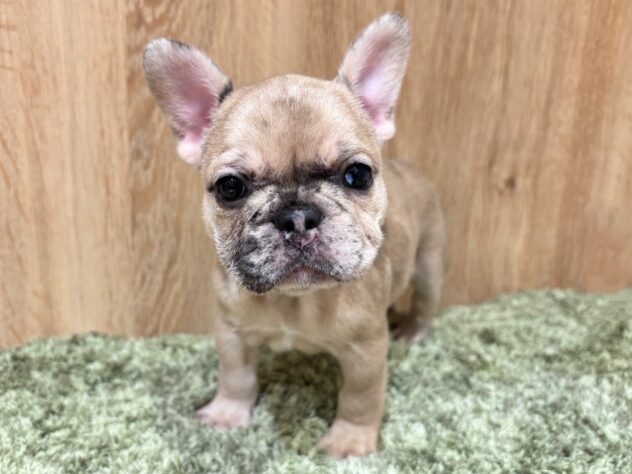 広島県のフレンチブルドッグ (アミーゴ広島商工センター店/2025年10月19日生まれ/女の子/フォーンマール)の子犬