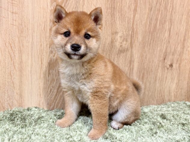 広島県の豆柴 (アミーゴ広島商工センター店/2025年10月19日生まれ/女の子/赤)の子犬