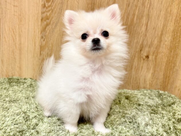 広島県のハーフ犬・ミックス犬 (アミーゴ広島商工センター店/2025年9月23日生まれ/男の子/ホワイト)の子犬