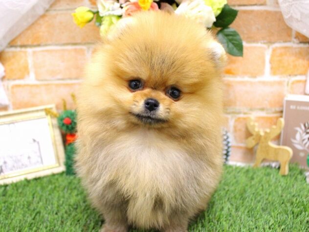 兵庫県のポメラニアン (ペット・プラザ アミーゴ三田店/2025年10月12日生まれ/男の子/オレンジ)の子犬の1枚目の画像