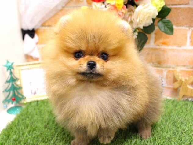 兵庫県のポメラニアン (ペット・プラザ アミーゴ三田店/2025年10月12日生まれ/男の子/オレンジ)の子犬の3枚目の画像