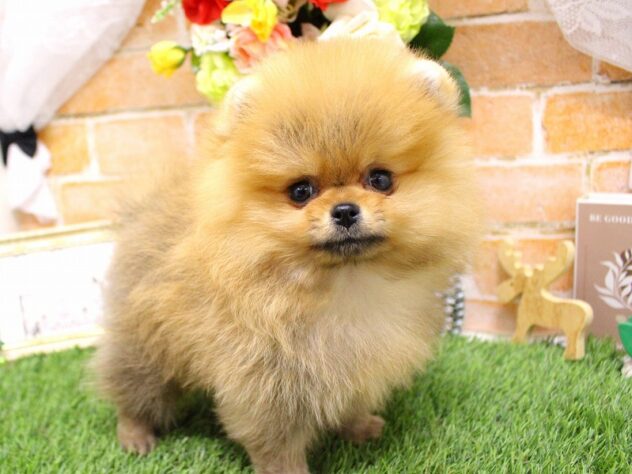 兵庫県のポメラニアン (ペット・プラザ アミーゴ三田店/2025年10月12日生まれ/男の子/オレンジ)の子犬の2枚目の画像