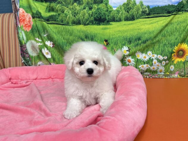 和歌山県のビションフリーゼ (アミーゴ和歌山太田店/2025年11月1日生まれ/女の子/ホワイト)の子犬の4枚目の画像