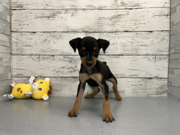 広島県のミニチュアピンシャー (アミーゴ多治米店/2025年10月14日生まれ/女の子/ブラックタン)の子犬の1枚目の画像