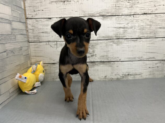 広島県のミニチュアピンシャー (アミーゴ多治米店/2025年10月14日生まれ/女の子/ブラックタン)の子犬の2枚目の画像