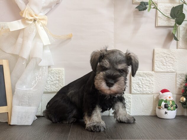 宮城県のミニチュアシュナウザー (アミーゴ古川駅前店/2025年10月5日生まれ/男の子/ソルトペッパー)の子犬の2枚目の画像