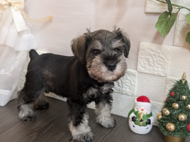 宮城県のミニチュアシュナウザー (アミーゴ古川駅前店/2025年10月5日生まれ/男の子/ソルトペッパー)の子犬の1枚目の画像