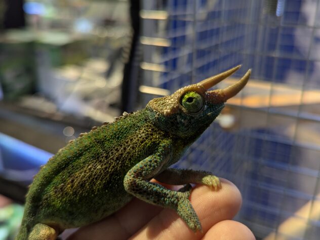 ジャクソンカメレオン ウガンダエンシス | ペットワールド アミーゴ