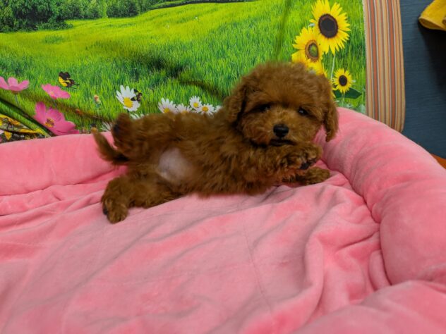 和歌山県のトイプードル(トイ) (アミーゴ和歌山太田店/2025年10月26日生まれ/男の子/レッド)の子犬の4枚目の画像