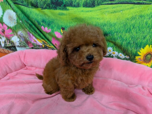 和歌山県のトイプードル(トイ) (アミーゴ和歌山太田店/2025年10月26日生まれ/男の子/レッド)の子犬の2枚目の画像