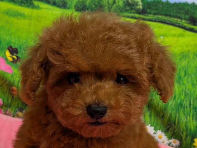 和歌山県のトイプードル(トイ) (アミーゴ和歌山太田店/2025年10月26日生まれ/男の子/レッド)の子犬の1枚目の画像